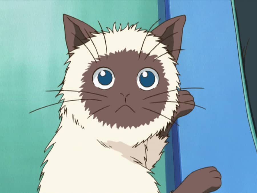 The Prince of Tennis Karupin's Adventures - Watch on Crunchyroll
